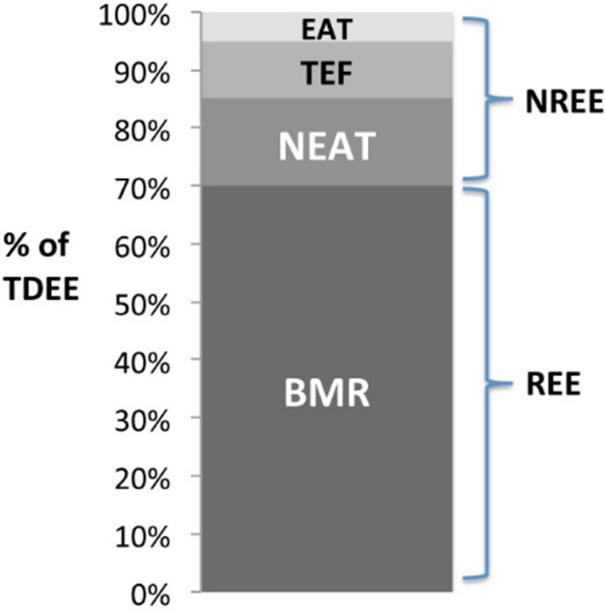 BMR basal metabolic rate